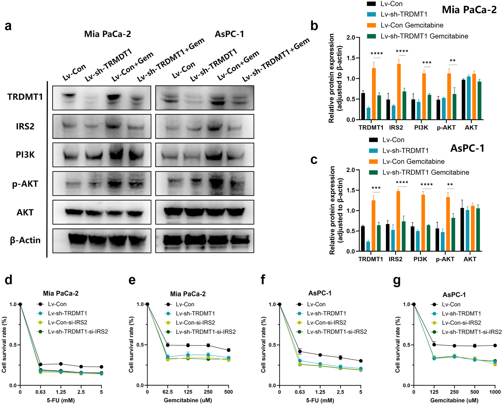 Fig. 6:IRS2 mediates TRDMT1-dependent chemoresistance through PI3K/AKT signaling.(a–c) Immunoblot of IRS2/PI3K/AKT signaling components in Mia PaCa-2 and AsPC-1 cells with TRDMT1 knockdown with or without GEM treatment. (d–g) Drug sensitivity assays to GEM or 5-FU in Mia PaCa-2 and AsPC-1 cells with TRDMT1 knockdown, IRS2 knockdown, or combined knockdown.