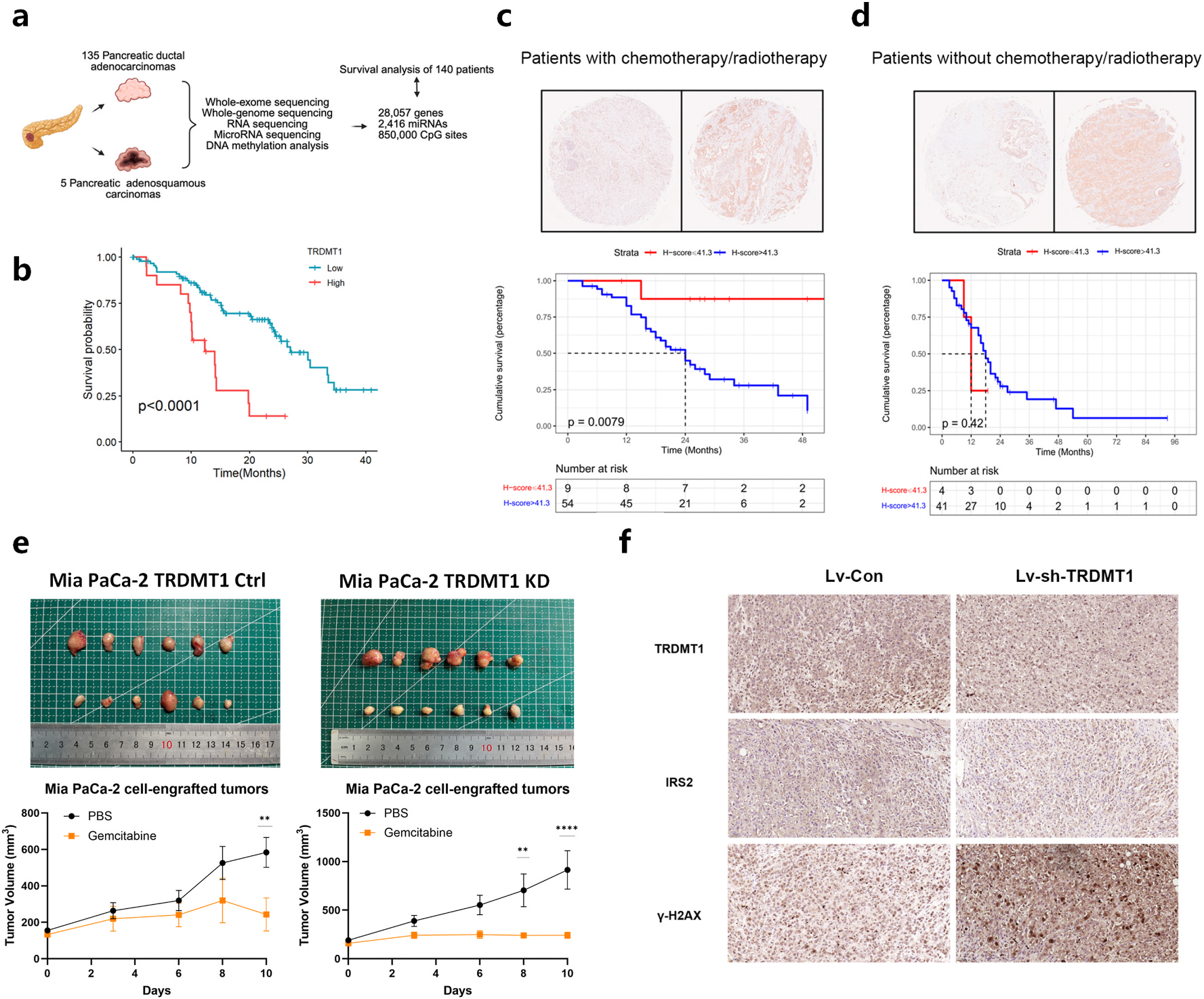 Fig. 7:Clinical association and in vivo validation of TRDMT1 in pancreatic cancer. (a,b) Overall survival analysis stratified by TRDMT1 expression in a cohort of 140 pancreatic cancer patients. (c,d) TMA-based subgroup survival analysis stratified by receipt of chemotherapy/radiotherapy. (e) Xenograft growth curves in control and TRDMT1 knockdown tumors with gemcitabine treatment. (f) Immunohisto\u00ad chemistry of xenografts showing IRS2 and γ-H2AX staining. (a) Created in BioRender. Luo, W. (2026) https://BioRender.com/n4iyvrk.