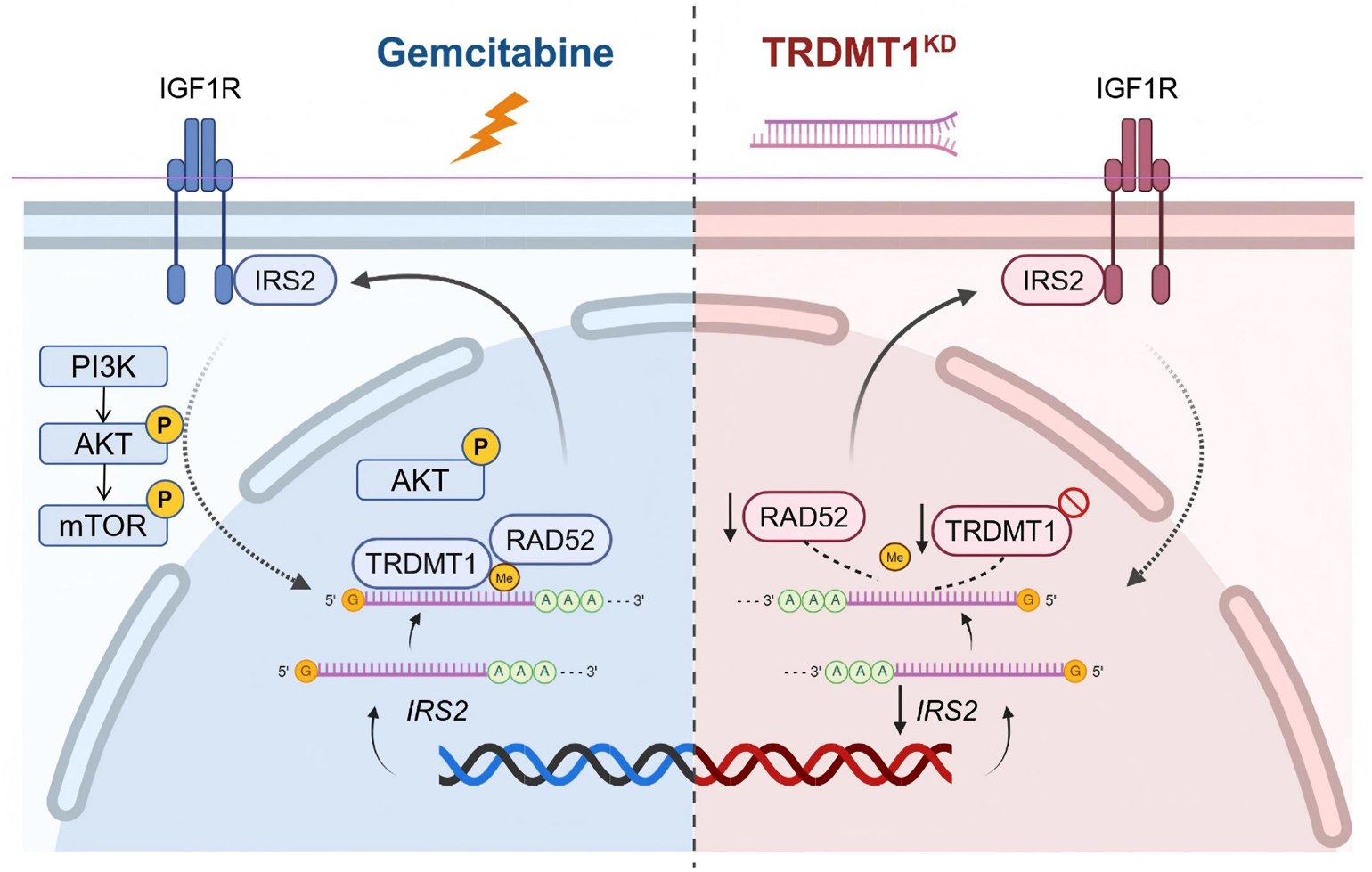 Fig. 8:Hypothetical model of TRDMT1-driven mRNA m5C remodeling in chemotherapy resistance. Chemotherapy-induced DNA damage induces TRDMT1, which increases mRNA m5C and sustains IRS2-PI3K/AKT signaling and homologous recombination- associated repair, promoting damage tolerance and chemoresistance in pancreatic cancer. Created in BioRender. Luo, W. (2026) https://BioRender.com/nf28wds.
