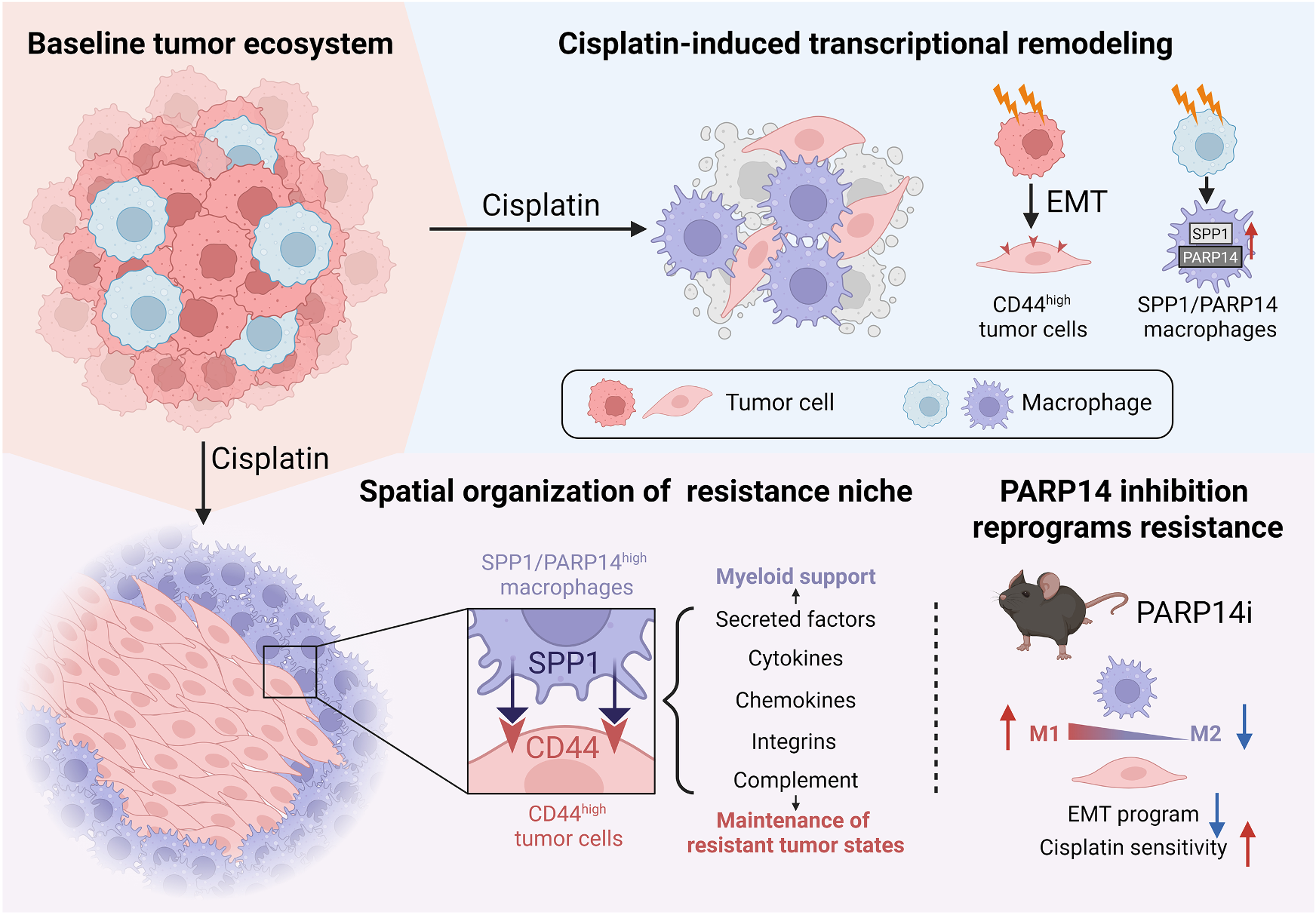 Fig. 1：Cisplatin-induced tumor-myeloid remodeling establishes a spatially organized resistance niche in muscle-invasive bladder cancer Cisplatin reshapes the tumor ecosystem through coordinated transcriptional remodeling of tumor cells and macrophages, promoting CD44high epithelial-to- mesenchymal transition (EMT)-like tumor cells and SPP1/PARP14high macrophages. Their spatial reorganization forms a resistance niche supported by SPP1- CD44 signaling and myeloid-derived factors. PARP14 inhibition redirects this maladaptive remodeling toward an M1-like inflammatory state, suppresses EMT programs, and increases cisplatin sensitivity.