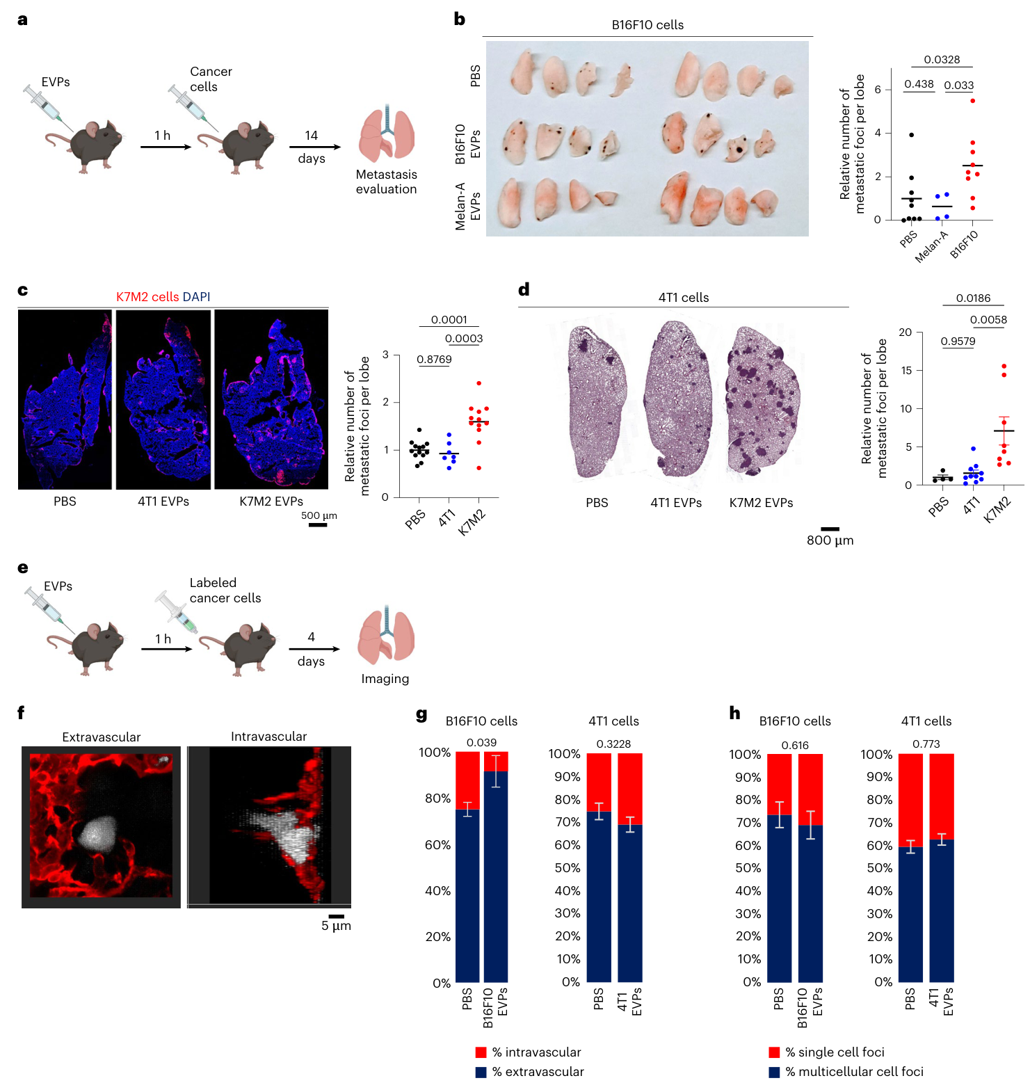 Fig. 2：Acute vascular leakiness promotes cancer cell extravasation and lung metastasis. a, Schematic illustration of the experiment. b, Representative images of mouse lungs at 2 weeks after tail-vein injection of 50,000 B16F10 cells (left) and associated statistical analysis (right) of relative number of macrometastases compared to PBS. Data represent the mean ± s.e.m., analyzed using a one-way ANOVA with Šídák’s multiple-comparison test. Data were derived from n = 9 mice per group for PBS and B16F10 and n = 4 mice for Melan-A across three independent experiments. c. Representative immunofluorescence imaging of lung lobe at 2 weeks after tail-vein injection with 300,000 K7M2 cells and associated statistical analysis of relative number of metastases compared to PBS. DAPI-stained nuclei appear in blue and K7M2 cells in red. Data represent the mean ± s.e.m., analyzed using a one-way ANOVA with Šídák’s multiple- comparison test. Data were derived from n = 13, 7 and 12 mice per group for PBS, 4T1 and K7M2, across three independent experiments. Scale bar, 500 µm. d, Representative H&E staining of lungs of mice after tail-vein injection with 50,000 4T1 cells for 14 days and associated statistical analysis for number of metastases. Data represent the mean ± s.e.m., analyzed using a one-way ANOVA,