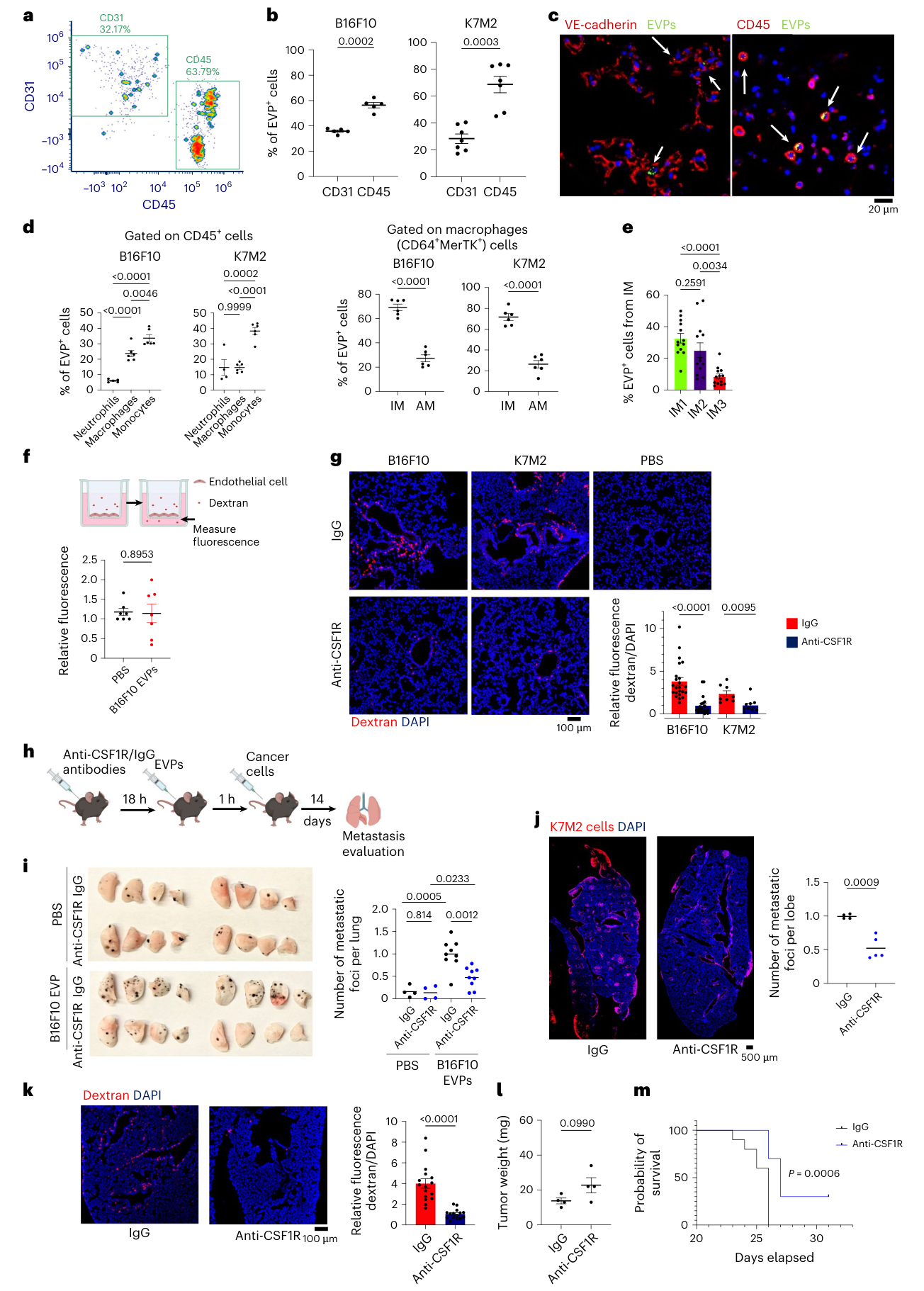 Fig. 3：Lung vascular leakiness is mediated by IMs. a–d, B16F10 and K7M2- derived EVPs were labeled with PKH67; PBS and dye only served as controls. The EVPs (10 µg) were injected retro-orbitally and, 1 h later, the lungs were extracted and analyzed by flow cytometry. a, Representative image of flow cytometry analysis of EVP+ cells from total live cells. Data were derived from n = 5 mice, across two independent experiments. b, Flow cytometry analysis of the percentages of EVP+CD31+ ECs and EVP+CD45+ immune cells from total EVP+ cells. Data represent the mean ± s.e.m., analyzed using an unpaired two-sided t-test with Welch’s correction. Data were derived from n = 5 and 7 mice for B16F10 and K7M2, across three independent experiments. c, Representative image of immunofluorescence analysis. DAPI-stained nuclei appear in blue. Lung tissues exhibit expression of VE-cadherin (left) and CD45 (right) (both in red), EVPs (green) and DAPI (blue). Data were derived from n = 3 mice, from one independent experiment. Scale bar, 20 µm. d, Flow cytometry analysis of percentages of EVP+ cells in different immune populations. Data represent the mean ± s.e.m., analyzed using a one-way ANOVA with Šídák’s multiple- comparison test (left) and an unpaired t-test with Welch’s correction (right) (IM/AM). Data were derived from n = 6 mice for macrophages, monocytes, IMs and AMs, n = 4 mice for neutrophils B16F10 and n = 5 mice for neutrophils K7M2, across three independent experiments. e, Flow cytometry analysis of percentages of EVP+ cells in different IM subpopulations. Data represent the mean ± s.e.m., analyzed using a one-way ANOVA with Šídák’s multiple- comparison test. Data were derived from n = 13 mice, across three independent experiments. f, Top, Schematic illustration of in vitro permeability experiment. Bottom, Effect of B16F10/PBS EVPs on the permeability of HPAEC monolayers according to an in vitro permeability assay. Data represent the mean ± s.e.m., analyzed using an unpaired t-test with Welch’s correction. Data were derived from n = 7 wells across two independent experiments. g, Representative images (left) and associated statistical analysis (right) of in vivo vascular permeability determined by the appearance of intravenously injected dextran (red).