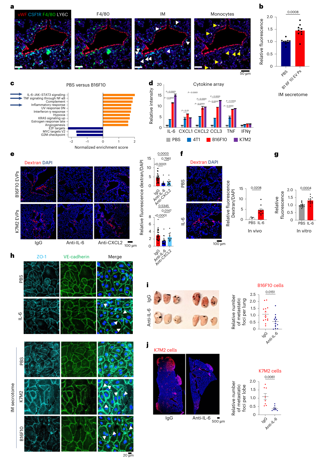 Fig. 4：IL-6 secretion by IMs enhances vascular permeability. a, Immuno\u00ad fluorescence analysis of lung sections stained for vWF (red), CSF1R (cyan) F4/80 (green), monocyte marker Ly6C (white) and DAPI (blue). White arrows indicate IMs (F4/80+CSF1R+Ly6C− cells) localized in close proximity to vWF- positive vessels. Yellow arrows indicate monocytes (F4/80+Ly6C+) that localize farther away from the blood vessels. Data were derived from n = 3 mice, from one independent experiment, Scale bar, 50 µm. b, The effect of B16F10- treated IM secretome on the permeability of HPAEC monolayers assessed by an in vitro permeability assay. Data represent the mean ± s.e.m., analyzed using an unpaired t-test with Welch’s correction. Data were derived from n = 3 independent experiments, with three wells per group. c, GSEA of the common differentially expressed genes using Hallmark gene sets, showing significantly changed signaling pathways with false discovery rate (FDR) < 0.1. NES, normalized enrichment score. d, Analysis of cytokine array of the secretome from IMs 3 h after treatment with B16F10/K7M2/4T1 EVPs or PBS. Data represent the mean ± s.e.m., analyzed using a one-way ANOVA. Secretome data were collected from IMs isolated from four different mice and combined together in one individual experiment. e, Representative images (left) and associated statistical analysis (right) of in vivo vascular permeability determined by the appearance of intravenously injected dextran (red). DAPI-stained nuclei appear in blue. Data represent the mean ± s.e.m., analyzed using an unpaired t-test with Welch’s correction. For B16F10, data were derived from 38, 16 and 14 images for IgG, IL-6 and CXCL2, respectively, from n = 8 mice for IgG and n = 4 mice for IL-6 and CXCL2, across two independent experiments. For K7M2, data were derived from 30, 27 and 12 images for IgG, IL-6 and CXCL2, respectively, from n = 8 mice for IgG and IL-6 and n = 4 mice for CXCL2, across two independent
