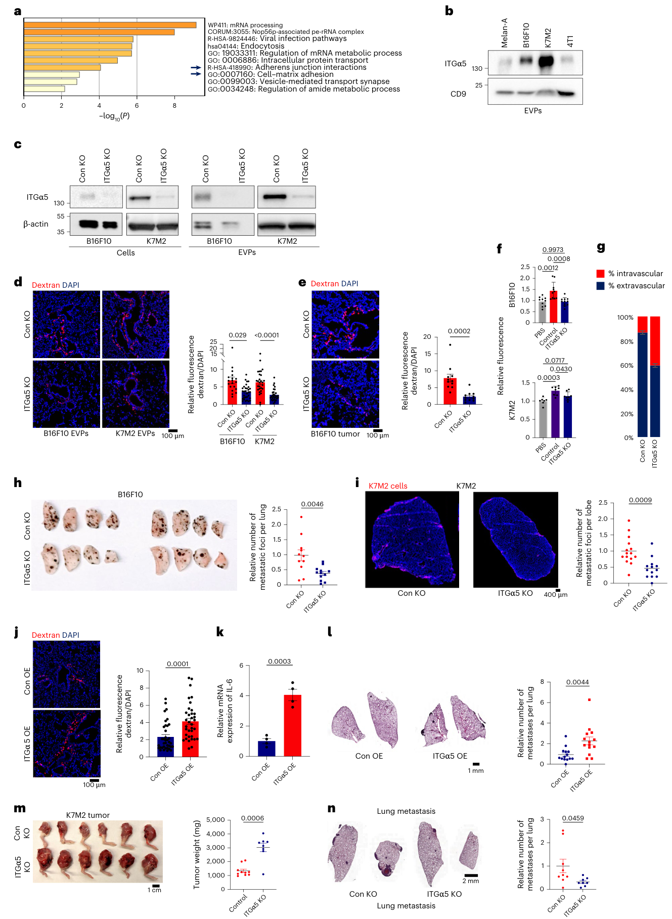 Fig. 5：ITGα5 in EVPs induces vascular leakiness and metastasis. a, Pathway analysis of proteins shared between B16F10 and K7M2 EVPs and absent in Melan-A and 4T1 EVPs. b, Western blot analysis of ITGα5 in EVPs from different cancer cell lines. CD9 was used as a loading control. Data were derived from n = 2 independent experiments. c, Western blot analysis of ITGα5 expression in B16F10 and K7M2 EVPs derived from control or ITGα5-KO cells. Data were derived from n = 2 independent experiments. d, Representative images (left) and associated statistical analysis (right) of in vivo vascular permeability. DAPI-stained nuclei appear in blue. Data represent the mean ± s.e.m., analyzed using an unpaired t-test with Welch’s correction. For B16F10, data were derived from 19 and 31 images for control and ITGα5-KO cells, with n = 6 mice for each group, across two independent experiments. For K7M2, data were derived from 28 and 29 images for control and ITGα5-KO cells, with n = 6 mice for each group, across two independent experiments. Scale bar, 100 µm. e, Representative images (left) and associated statistical analysis (right) of in vivo vascular permeability. DAPI-stained nuclei appear in blue. Data represent the mean ± s.e.m., analyzed using an unpaired t-test with Welch’s correction. For B16F10, data were derived from 11 images for each group, with n = 4 mice for each group, across one independent experiment. f, Effect of control and ITGα5-KO EVPs on the permeability of HPAEC monolayers assessed by an in vitro permeability assay. Data represent the mean ± s.e.m., analyzed using a one-way ANOVA with Šídák’s multiple-comparison test. For B16F10, data were derived from n = 10, 10 and 11 wells for PBS, control and ITGα5-KO cells, across three independent experiments. For K7M2, data were derived from n = 12, 16 and 14 wells for PBS, control and ITGα5-KO cells, across three independent experiments. g, Quantification of the percentage of B16F10 cells extravasating into the tissue relative to the total cell count, following education with control and ITGα5-KO EVPs. Data represent the mean ± s.e.m, analyzed using unpaired two-sided t-test with Welch’s correction. Data were derived from n = 6 control mice and n = 4 ITGα5-KO mice, across two independent experiments. h, Representative imaging of mouse lungs at 2 weeks after tail-vein injection of 50,000 B16F10 cells (left) and associated statistical analysis for number of metastases (right). Data represent the mean ± s.e.m.,