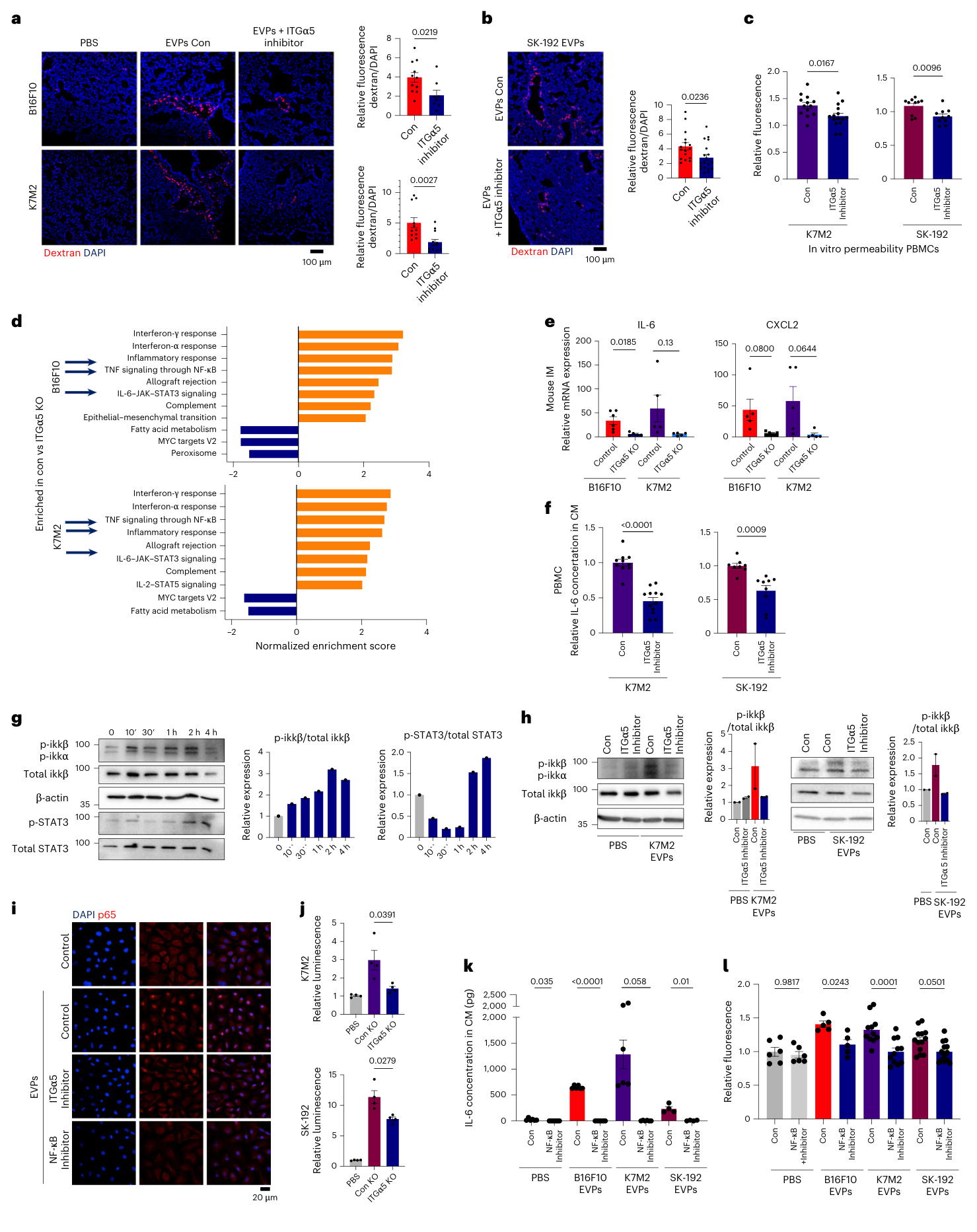 Fig. 6：ITGα5 in EVPs induces vascular leakiness through the activation of NF-κB signaling. a,b. Representative images (left) and associated statistical analysis (right) of in vivo vascular permeability after EVP treatment with AV3. DAPI-stained nuclei appear in blue. Data represent the mean ± s.e.m., analyzed using an unpaired t-test with Welch’s correction. For B16F10, data were derived from 8 and 11 images for control and inhibitor, with n = 3 mice for each group. For K7M2, data were derived from 11 and 12 images for control and inhibitor, with n = 3 mice for each group. For SK-192, data were derived from 16 and 19 images for control and inhibitor, with n = 5 mice for each group, across two independent experiments. Scale bar, 100 µm. c, Effect of AV3, an ITGα5 inhibitor, on the permeability of HPAEC monolayers according to an in vitro permeability assay. Data represent the mean ± s.e.m., analyzed using an unpaired t-test with Welch’s correction. For K7M2, data were derived from n = 13 and 15 wells for control and AV3, across four independent experiments, For SK-192, data were derived from n = 10 wells per group across three independent experiments. d, GSEA of the common differentially expressed genes using Hallmark gene sets, showing significantly changed signaling pathways with FDR < 0.1. e, RT–PCR analysis from IMs treated with control or ITGα5-KO EVPs from B16F10 and K7M2 cells for 3 h. Data represent the mean ± s.e.m., analyzed using a paired t-test. For CXCL2, data were derived from n = 5 wells per group, across two independent experiments. For IL-6, data were derived from n = 6 wells for B16F10 control and n = 5 wells for B16F10 KO and K7M2 cells, across two independent experiments. f, Normalized amount of secreted IL-6 in macrophage medium, following EVP treatment with AV3. Data represent the mean ± s.e.m., analyzed using an unpaired t-test with Welch’s correction. For K7M2, data were derived from n = 10 and 12 wells for control and AV3, across four independent experiments. For SK-192, data were