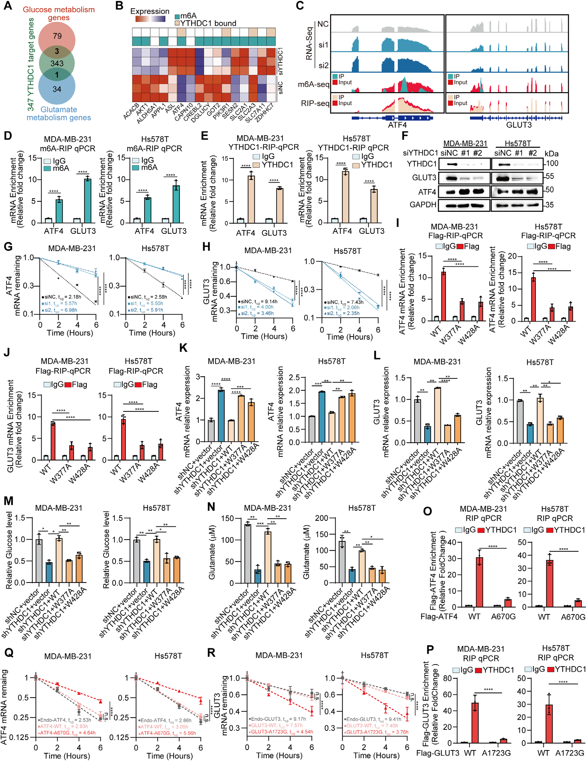 Fig. 2：YTHDC1 regulates ATF4 and GLUT3 mRNA in an m6A-dependent manner to coordinate TNBC metabolism. (A,B) Overlap of YTHDC1 target genes with genes in the glucose and glutamine pathways. (C) Representative tracks of RNA-seq, m6A RIP-seq, and YTHDC1 RIP-seq at the ATF4 and GLUT3 loci in control versus YTHDC1 KD MDA-MB-231 cells, demonstrating YTHDC1 binding, m6A modification, and transcript abundance changes. (D) m6A RIP followed by RT-qPCR showing m6A enrichment on ATF4 and GLUT3 transcripts in TNBC cells. (E) YTHDC1 RIP followed by RT-qPCR in TNBC cells validates the binding of ATF4 and GLUT3 mRNAs to YTHDC1. (F) Western blot analysis of ATF4 and GLUT3 protein levels in TNBC cells upon YTHDC1 KD. (G) YTHDC1 KD increases ATF4 mRNA stability. (H) YTHDC1 KD decreases the stability of GLUT3 mRNA. (I,J) RIP-qPCR in TNBC cells overexpressing Flag-tagged WT or mutant YTHDC1 shows that YTHDC1 W377A and W428A mutations abolish the binding to ATF4 (I) and GLUT3 (J) mRNAs. (K,L) WT YTHDC1, but not the W377A and W428A mutants rescue the mRNA expression of ATF4 (K) and GLUT3