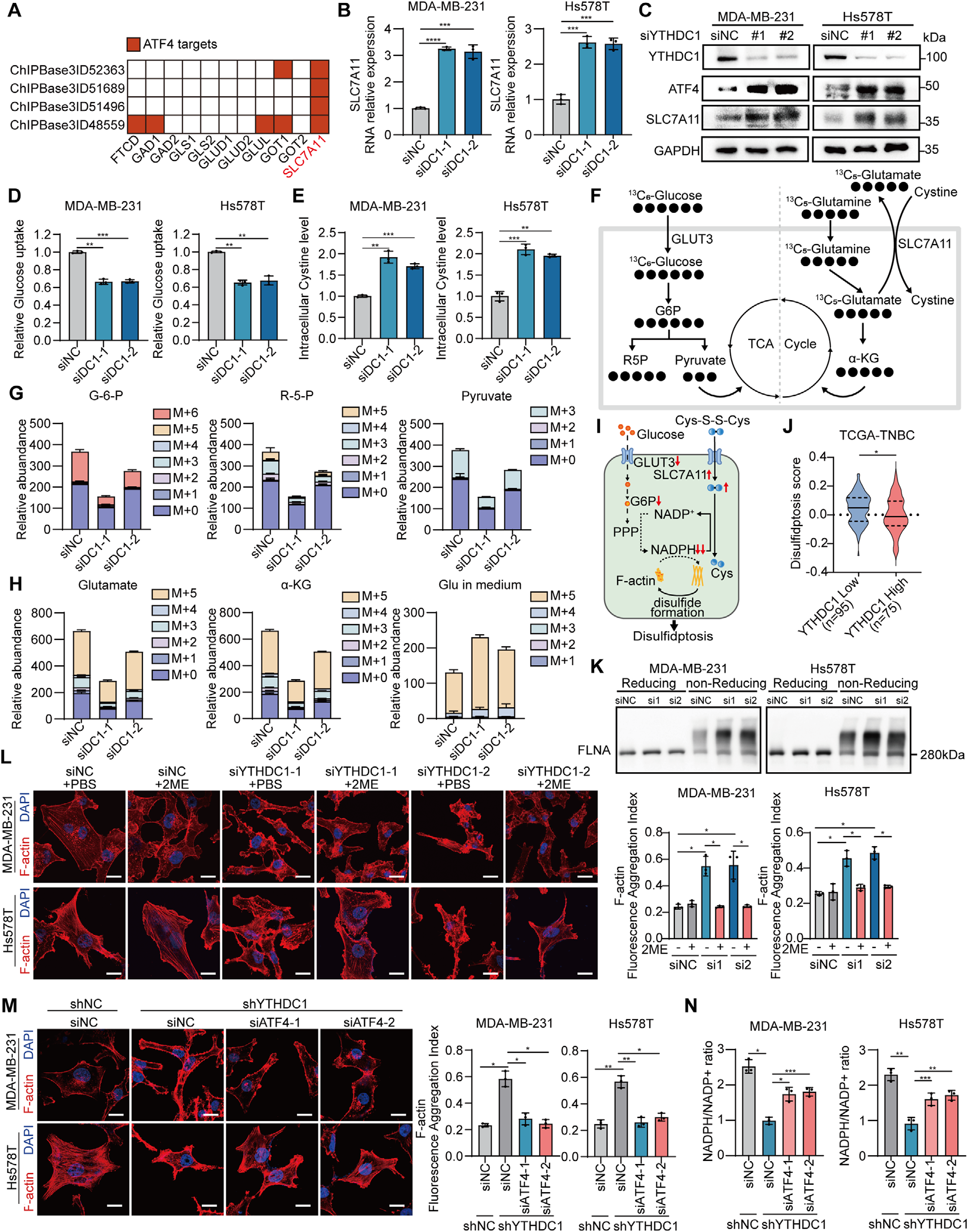 Fig. 3：YTHDC1 knockdown induces disulfidptosis through ATF4-mediated transcriptional upregulation of SLC7A11. (A) SLC7A11 is identified as a direct transcriptional target of ATF4 across multiple independent datasets in ChIPbase. (B,C) YTHDC1 knockdown in TNBC cells increases SLC7A11 expression at the (B) mRNA level and (C) protein level. (D,E) YTHDC1 knockdown decreases glucose uptake (D) and elevates intracellular cystine (E) in TNBC cells. (F) Schematic diagram of 1 3 C5 -glutamine or 1 3 C6 -glucose isotope tracing experiments followed by mass spectrometry in MDA-MB-231 cells. (G) YTHDC1 knockdown significantly reduced the abundance of 1 3 C-labeled glucose-6-phosphate (G-6-P), ribose- 5-phosphate (R-5-P), and pyruvate, compared with siNC cells. (H) YTHDC1 knockdown caused a marked reduction in intracellular 1 3 C-labeled α-ketoglutarate ( α-KG). Concomitantly, the abundance of 1 3 C-labeled glutamate in the culture medium was significantly elevated. (I) A schematic diagram illustrating that upregulated SLC7A11 and downregulated GLUT3 together lead to disulfidptosis. (J) TNBC samples with low YTHDC1 expression