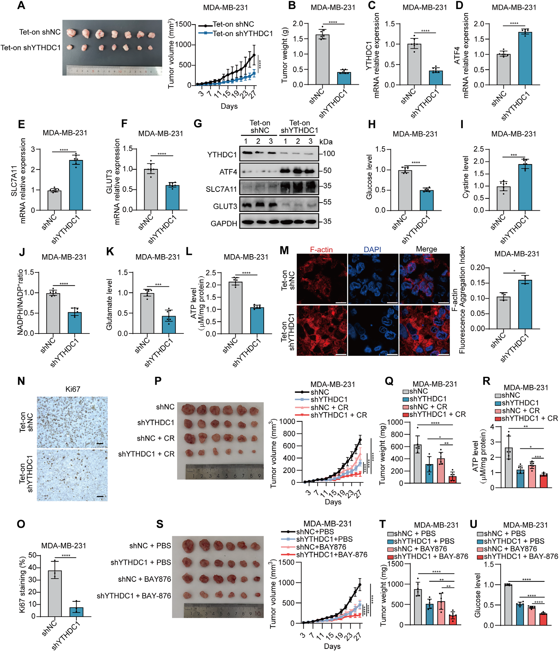 Fig. 4：YTHDC1 knockdown suppresses tumor growth and induces disulfidptosis in vivo. (A,B) YTHDC1 knockdown suppresses the growth of MDA-MB-231 xenografts in nude mice. 2 × 106 MDA-MB-231 cells stably expressing Tet-on control or YTHDC1 shRNA were injected as xenografts in nude mice. Doxycycline (200 µg/ml) was supplied in drinking water to induce Tet-on shRNA expression. (C) Validation of YTHDC1 expression in xenograft tumors by RT-qPCR. (D–G) YTHDC1 knockdown upregulates ATF4 and SLC7A11, and downregulates GLUT3 at the mRNA (D–F) and protein level (G) in xenograft tumors. (H–J) YTHDC1 knockdown leads to decreased intracellular glucose (H), elevated cystine (I), and a reduced NADPH/NADP + ratio (J). (K,L) Measurement of intracellular glutamate (K) and ATP (L) levels in tumor tissues, showing significant depletion upon YTHDC1 knockdown. (M) Representative phalloidin staining shows increased F-actin contraction and aggregation upon YTHDC1 knockdow, as quantified by a significant increase in the Fluorescence Aggregation Index (FAI). Scale bars, 10 µm. (N,O) Immunohistochemistry of Ki67 in in YTHDC1 knockdown and control tumor tissues. Scale bars, 50 µm. (P–R) 30% Caloric restriction (CR) combined with YTHDC1 knockdown remarkably inhibits tumor growth of MDA-MB-231 xenografts in nude mice. Tumor image and tumor growth curves (P), tumor weights (Q) and intratumoral ATP levels (R). (S–U) Pharmacological glucose restriction using BAY-876 combined with YTHDC1 knockdown dramatically suppresses tumor growth of MDA-MB-231 xenografts in nude mice. Tumor image and tumor growth curves (S), tumor weights (T) and intratumoral glucose levels (U). For G, K, N, O, n = 3 mice per group. For AF, HJ, L, M, n = 7 mice per group. For PU, n = 6 mice per group. Each dot represents one mouse (A–U). Data are presented as mean ± SD (A–O, Q–R, T–U). For P and S, mean ± SEM are shown, and p values were determined using two-tailed Student’s t-test. ( p < 0.05,  p < 0.01,  p < 0.001,  p < 0.0001).