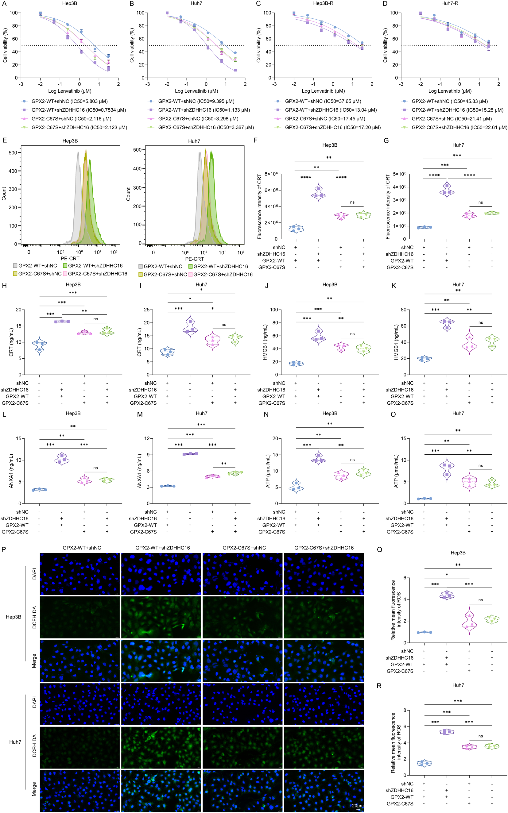 Fig. 6：ZDHHC16 inhibits lenvatinib-induced ICD by catalyzing the S-palmitoylation of GPX2. (A-D) The IC50 value of lenvatinib in Hep3B, Huh7, Hep3B-R, and Huh7-R cells that were co-transfected with shZDHHC16/shNC and GPX2-WT/GPX2-C67S, followed by treatment with different doses of lenvatinib. (E-G) Flow cytometry analysis of the percentage of CRT-expressing cells in Hep3B and Huh7 cells that were co-transfected with shZDHHC16/shNC and GPX2-WT/GPX2-C67S as well as treated with DMSO or lenvatinib (10 μM). (H-O) ELISA assays for measuring the extracellular levels of (H, I) CRT, (J, K) HMGB1, (L, M) ANXA1, and (N, O) ATP in the supernatant of HCC cells that were co-transfected with shZDHHC16/shNC and GPX2-WT/GPX2-C67S as well as treated with DMSO or lenvatinib (10 μM). (P-R) DCFH-DA probe staining for detecting the intracellular ROS levels in HCC cells that were co-transfected with shZDHHC16/shNC and GPX2-WT/GPX2-C67S as well as treated with DMSO or lenvatinib (10 μM). Scale bar, 20 μm. , P < 0.05; , P < 0.01; , P < 0.001; , P < 0.0001; ns, P > 0.05 from one-way ANOVA followed by Tukey’s post hoc test.