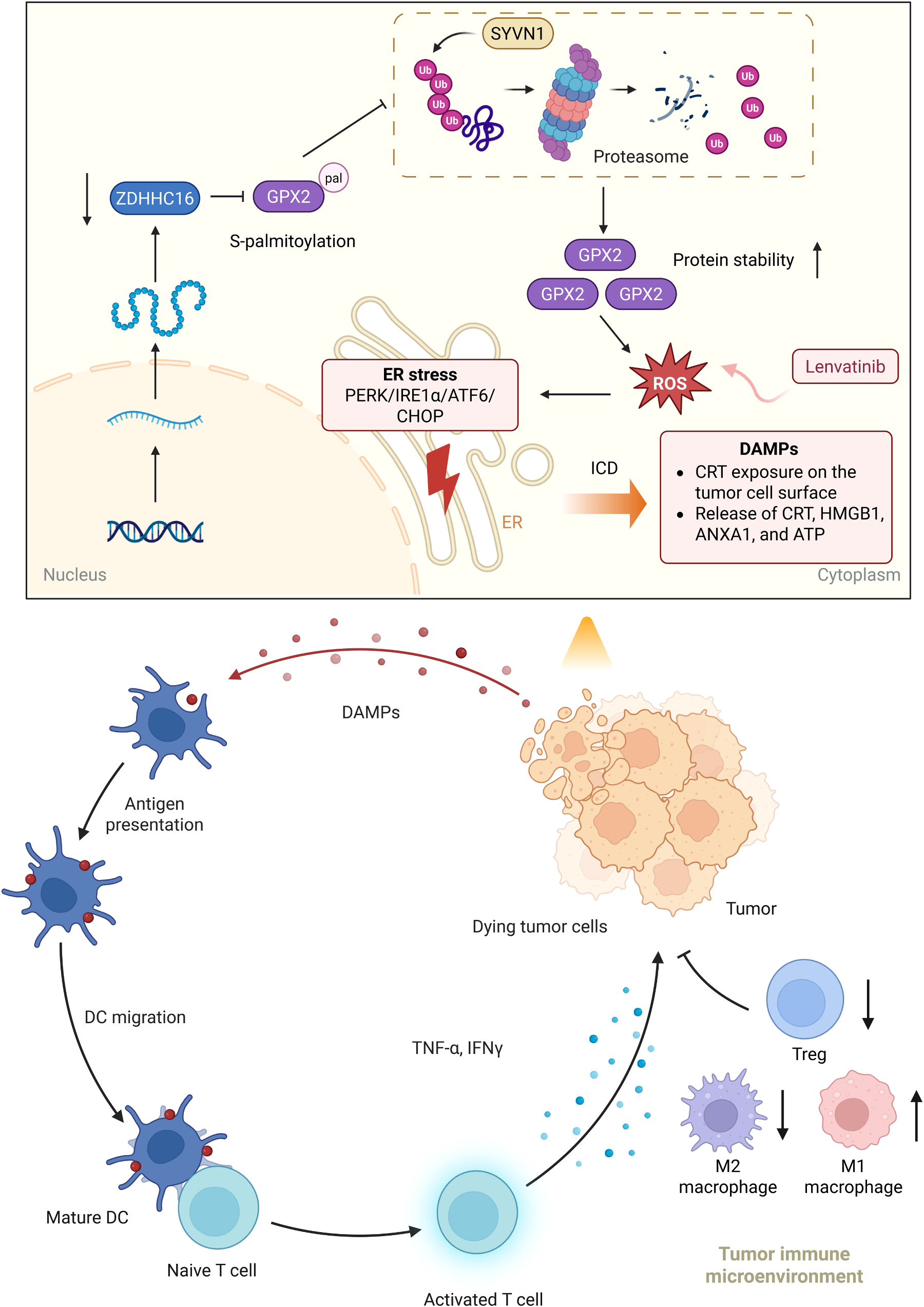 Fig. 10：A schematic diagram of this study. ZDHHC16 is responsible for catalyzing the S-palmitoylation of GPX2 at C67 and improves its protein stability via preventing ubiquitination-proteasome degradation, thereby suppressing lenvatinib-elicited ICD and antitumor immunity in HCC and contributing to lenvati\u00ad nib resistance.